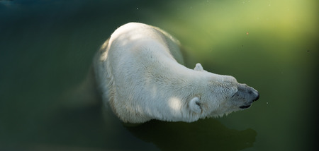 Portrait of large white bear swim in waterの写真素材