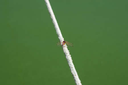 Dragonfly sits on a ropeの写真素材