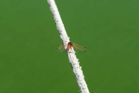 Dragonfly sits on a ropeの写真素材