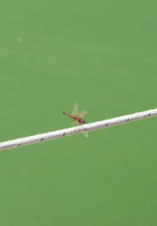 Dragonfly sits on a ropeの写真素材