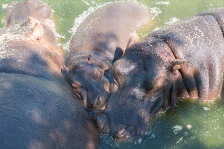 Family of hippopotamus swimming in waterの写真素材