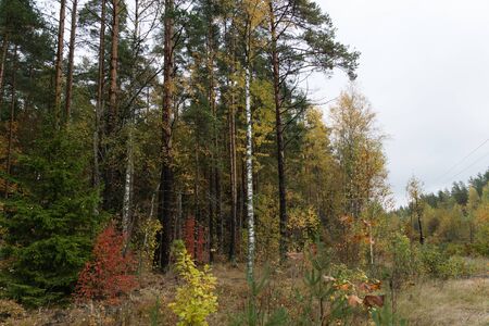 autumn forestの写真素材