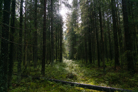 Forest with coniferous treesの写真素材