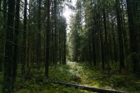 Forest with coniferous treesの写真素材