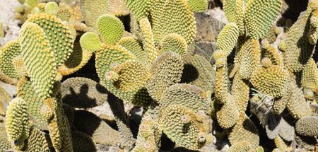 Cactus plantの写真素材