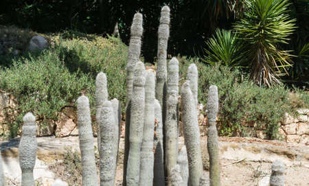 Cactus plantの写真素材