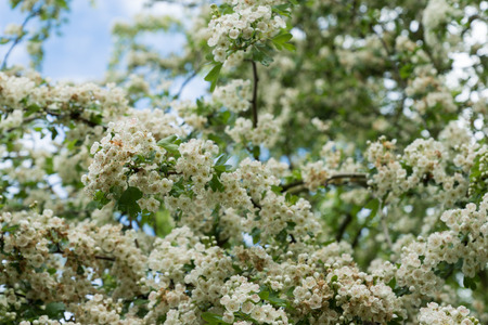 Blossoming white flowers on blue sky backgroundの写真素材