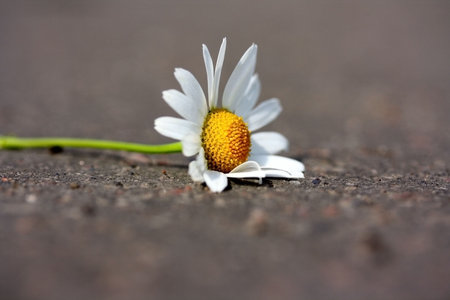 Closed up camomile on roadの写真素材