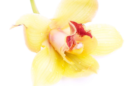 Beautiful yellow orchid