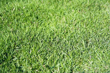 Green grass backgroundの写真素材