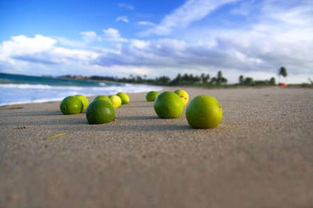  A lot of limes  on carribean coastlineの写真素材