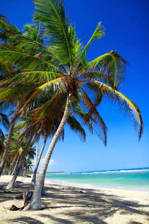 Tropical white sand beach with coconut trees の写真素材