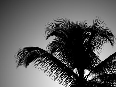 Illustration of palm leafs on grey gradientの写真素材