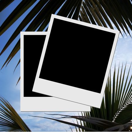 Photo frame on palm leaf and sky background の写真素材