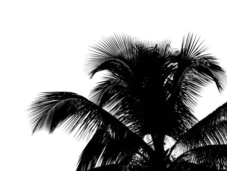 Illustration of palm leafs on white の写真素材