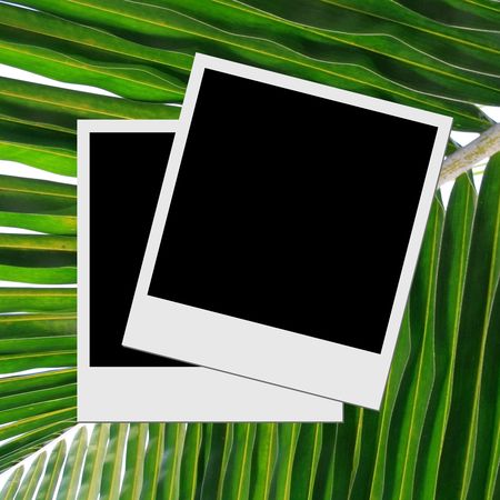 Photo frame on palm leaf background の写真素材