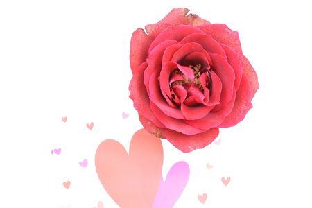 Single rose near hearts on white background の写真素材