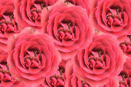 Roses background の写真素材