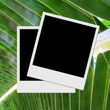 Photo frame on palm leaf background の写真素材
