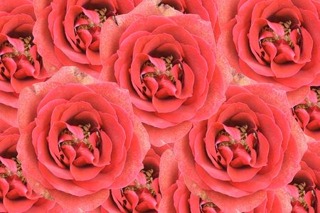 Roses background の写真素材