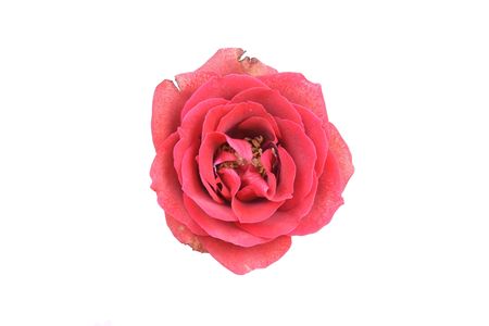 Red rose isolated on white の写真素材
