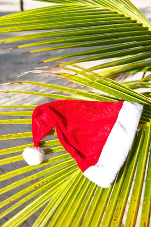 Santa hat on palm leaf, closeupの写真素材