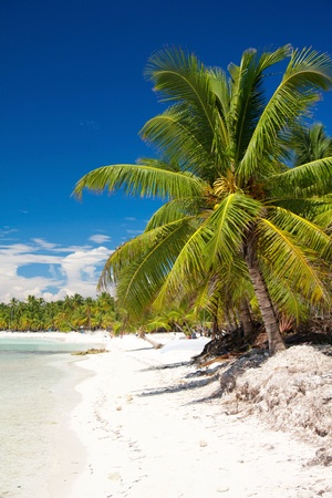 Palms on caribbean beach, Dominican Republicの写真素材