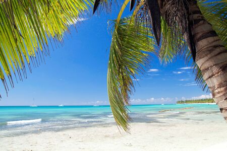 Palm on caribbean beach, Dominican Republic の写真素材
