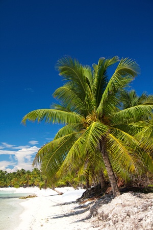 Palm on caribbean sea, Dominican Republicの写真素材