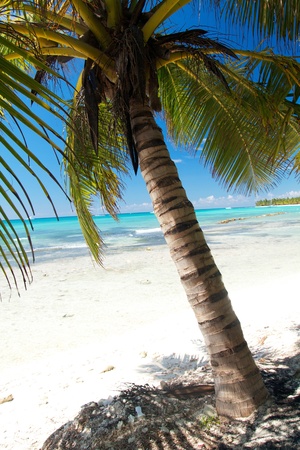 Beautiful palm on caribbean sea, Dominican Republicの写真素材