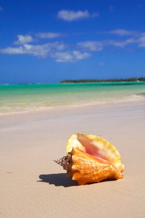 Seashell on caribbean beach, closed-upの写真素材