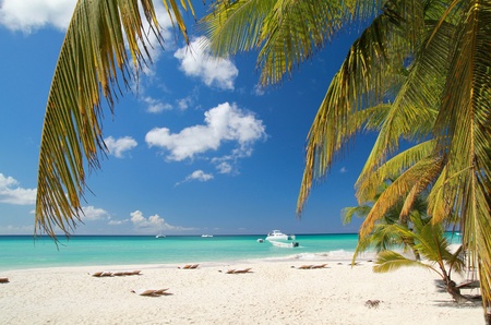 Calm beach on caribbean sea on island Saona, Dominican Republic の写真素材