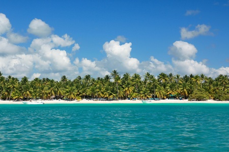 Palms coastline on caribbean sea, Island Saonaの写真素材