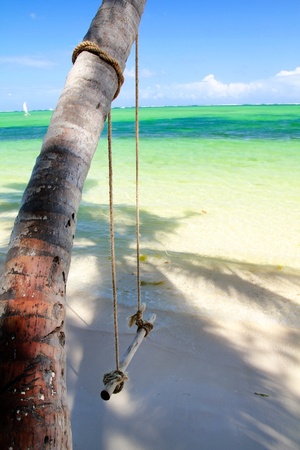 Swing on palm tree near caribbean seaの写真素材