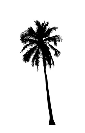 Silhouette of beautiful palm on white の写真素材