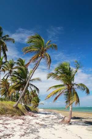 Palms on ocean beach, caribbean seaの写真素材