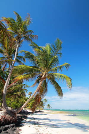 Beautiful palm on Atlantic ocean beachの写真素材