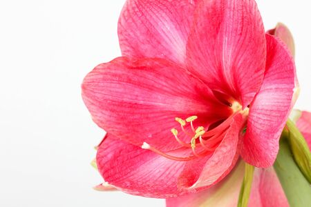 Royal red amaryllis, closeupの写真素材