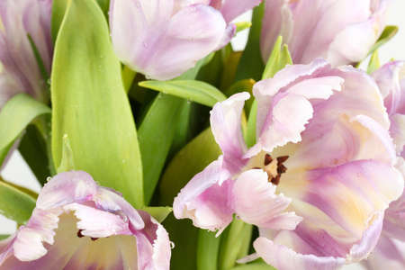 Branch with tulips with droplets of water, isolated on white の写真素材