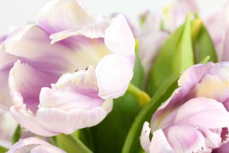 Branch with tulips with droplets of water, closeup の写真素材