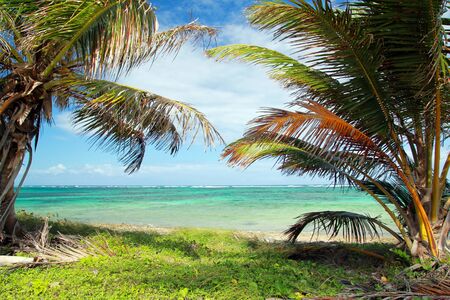 Beautiful palms on caribbean beach, atlantic oceanの写真素材