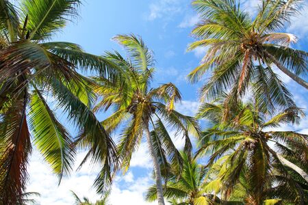 Beautiful palms on tropical sky background の写真素材