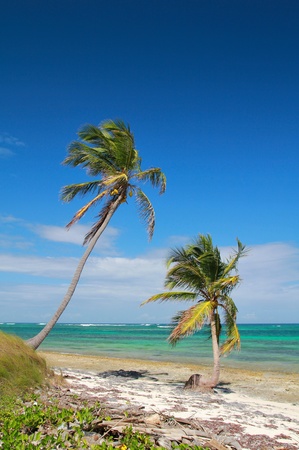 Beautiful palms on tropical beach, atlantic oceanの写真素材