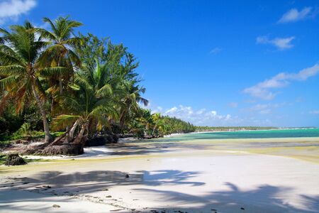 Palms on caribbean beach, tropical coastlineの写真素材