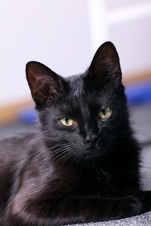 Black cat, relaxingの写真素材