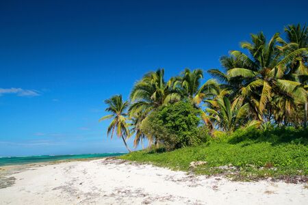 Coconut palms on tropical beach, caribbean seaの写真素材