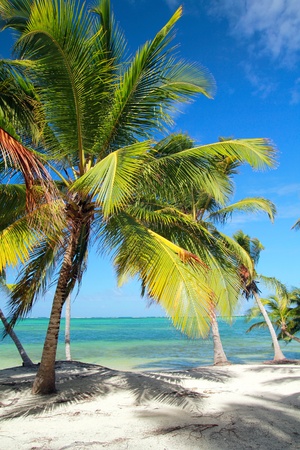 Beautiful palm on tropical beach, caribbean seaの写真素材
