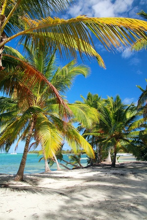 Tropical beach with palms, caribbean seaの写真素材