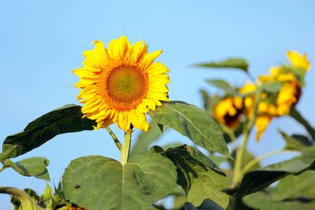 Sunflower in the field with blue skyの写真素材