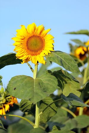 Sunflower in the field の写真素材
